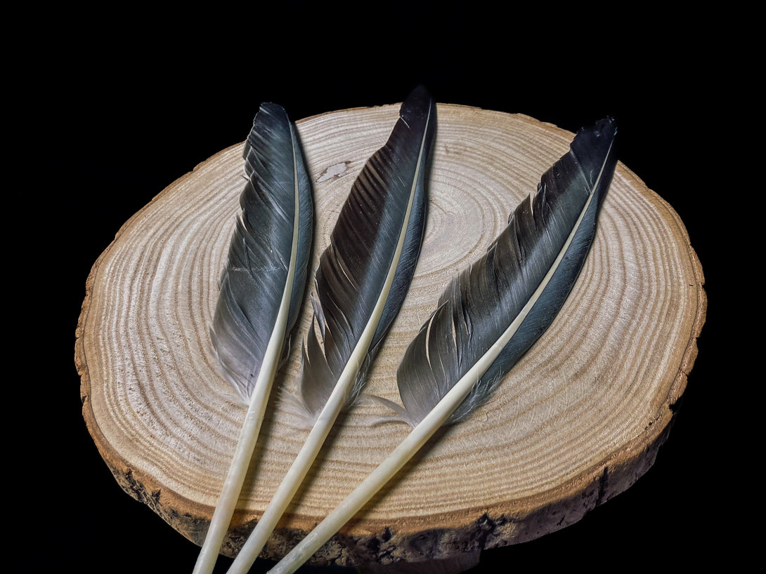 Foto von großen grauen Gänsefedern, 27 bis 32 cm