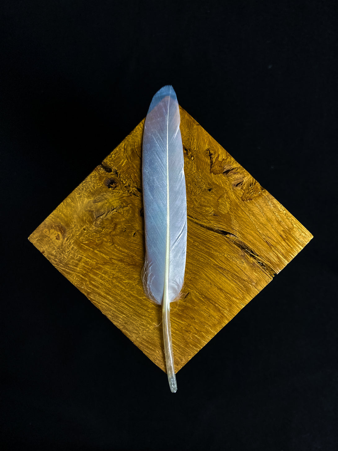 Foto von weißen Gänsefedern, 12 bis 17 cm