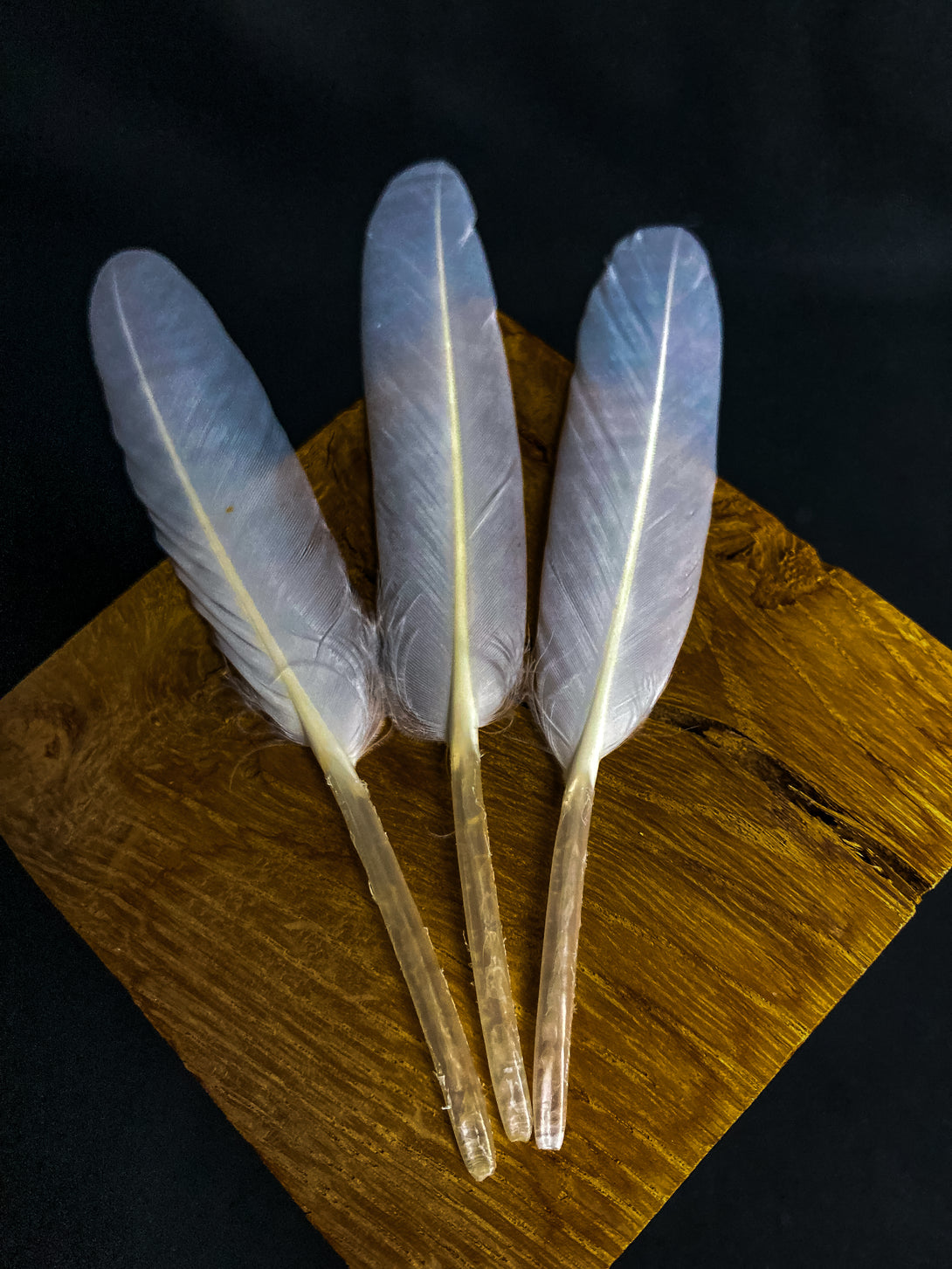 Foto von weißen Gänsefedern, 12 bis 17 cm