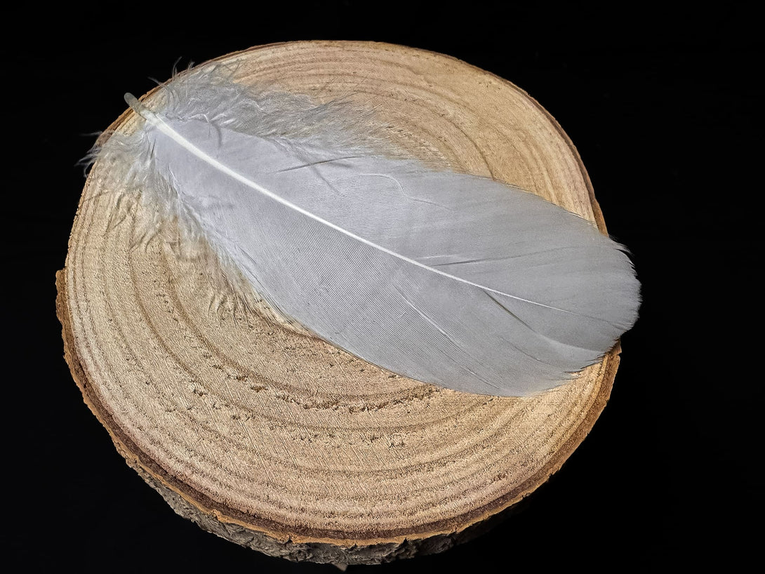 Foto von weißen Gänsefedern, 14 bis 18 cm