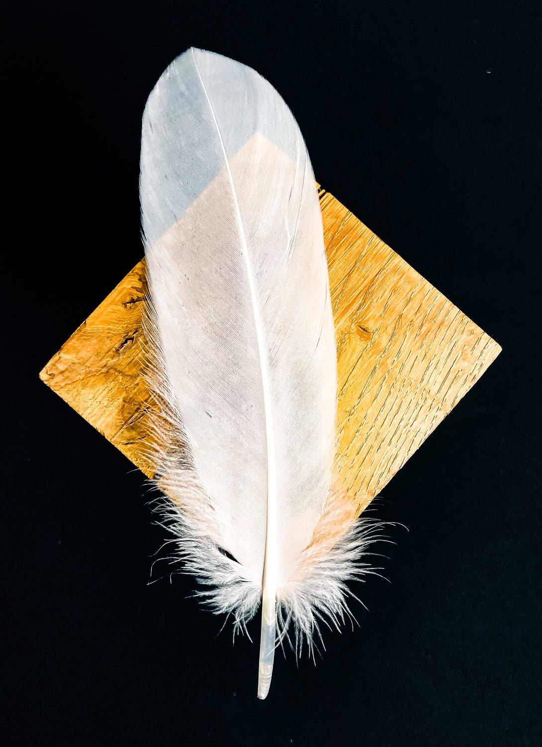 Foto von großen weißen Gänsefedern 18 bis 22 cm