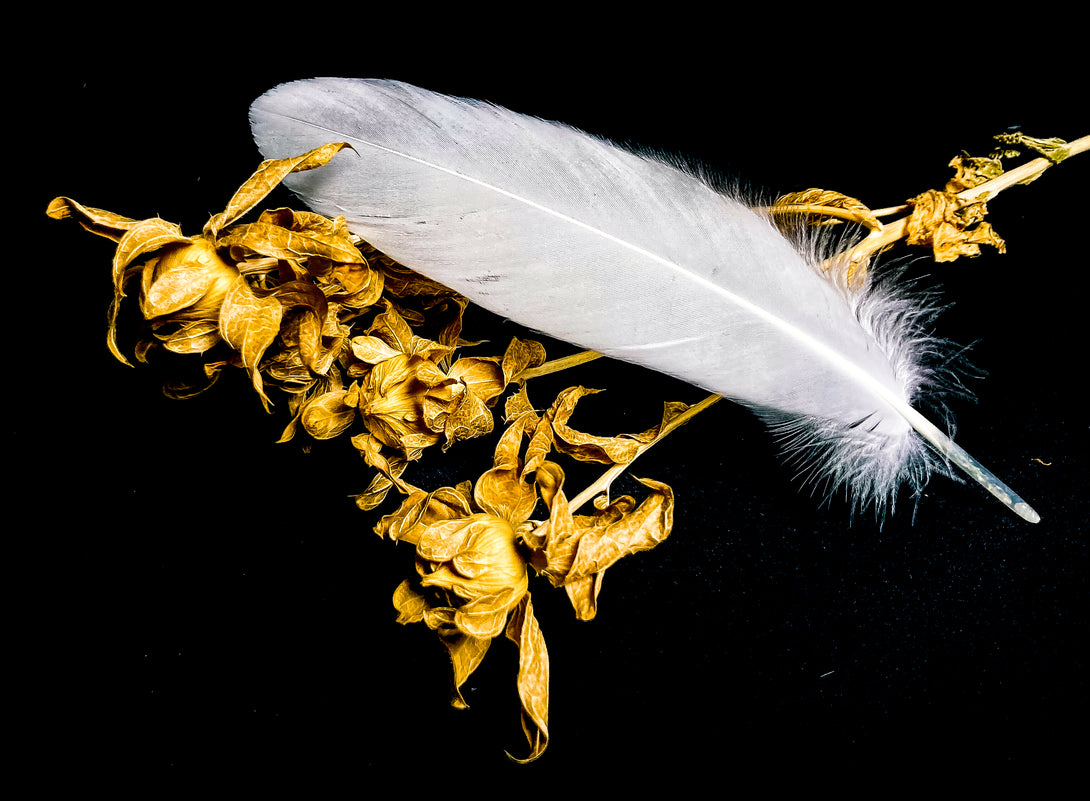 Foto von großen weißen Gänsefedern 18 bis 22 cm