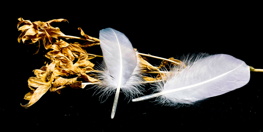 Foto von großen weißen Gänsefedern 18 bis 22 cm