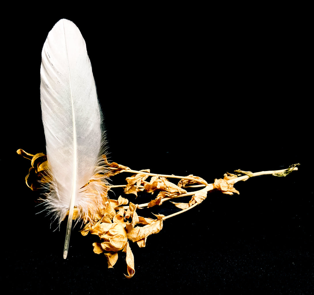 Foto von großen weißen Gänsefedern 18 bis 22 cm