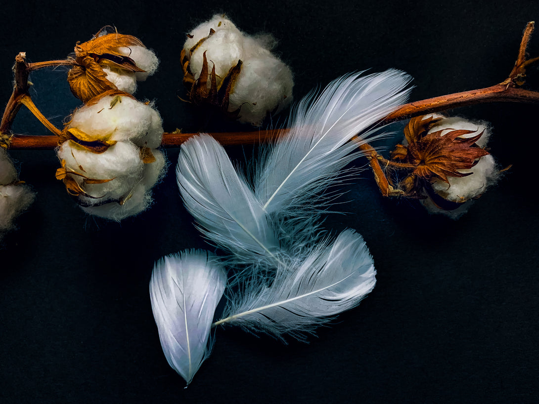 Foto von weißen Gänsefedern, 9 bis 12 cm