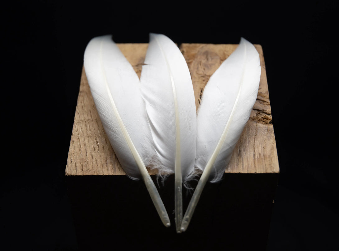 Foto von weißen gebogenen Gänsefedern, 12 bis 16 cm