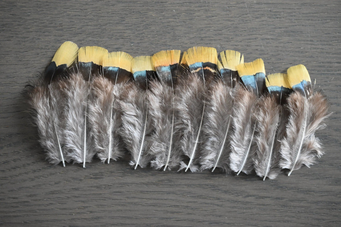 Foto von gelben und grauen Lady Amherst Fasanfedern 5 bis 8 cm
