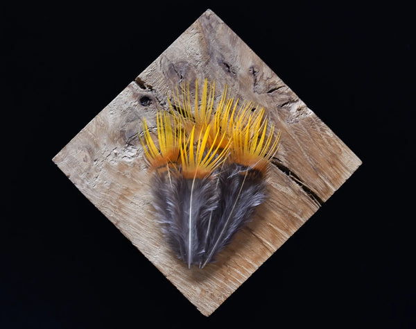 Foto von gelben und orangefarbenen Goldfasanfedern 5 bis 8 cm
