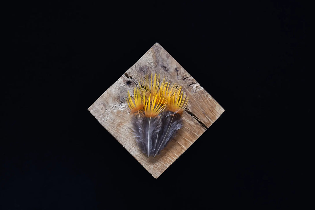 Foto von gelben und orangefarbenen Goldfasanfedern 5 bis 8 cm