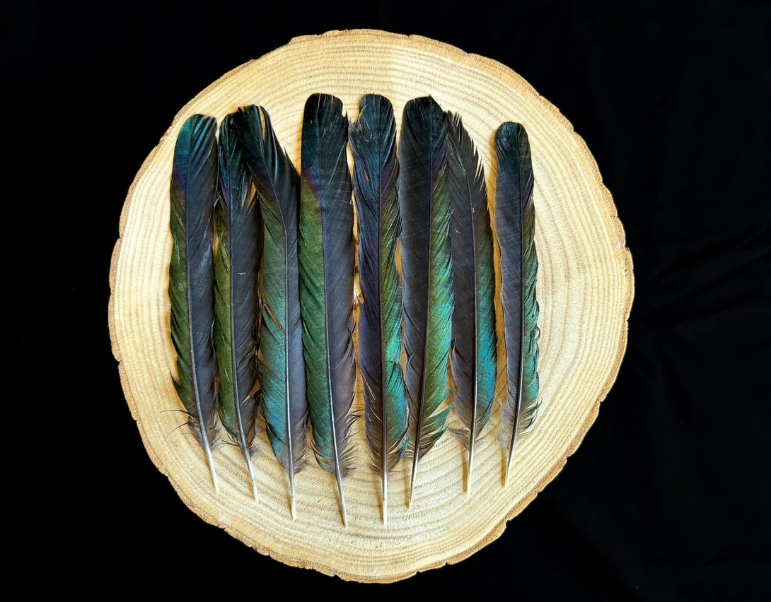 Große blaue und grüne Elsterfeder 18 bis 26 cm