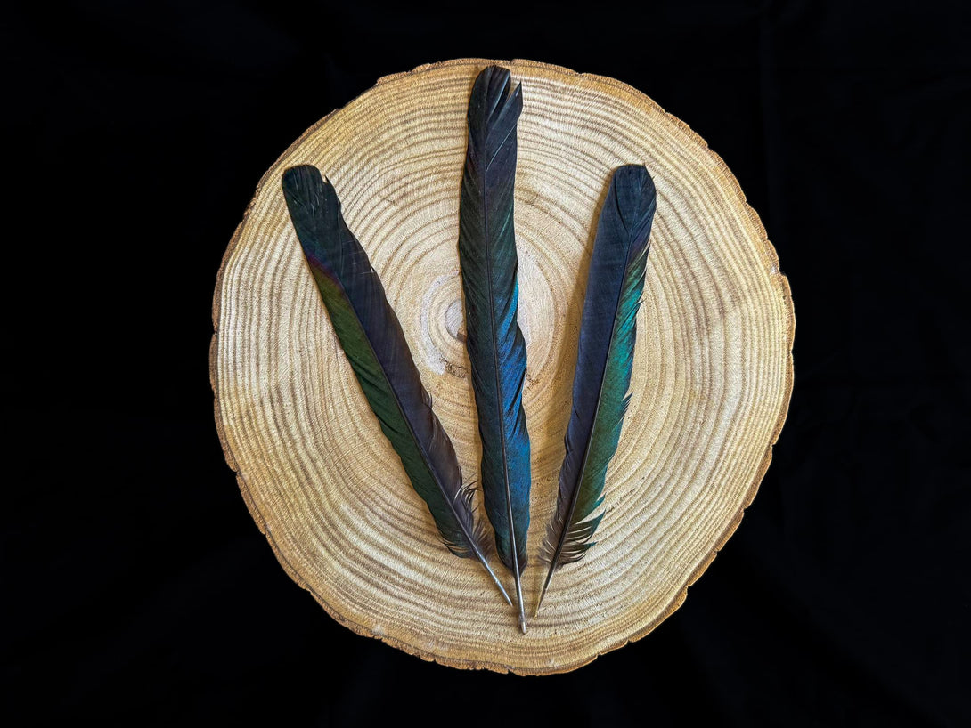 Große blaue und grüne Elsterfeder 18 bis 26 cm
