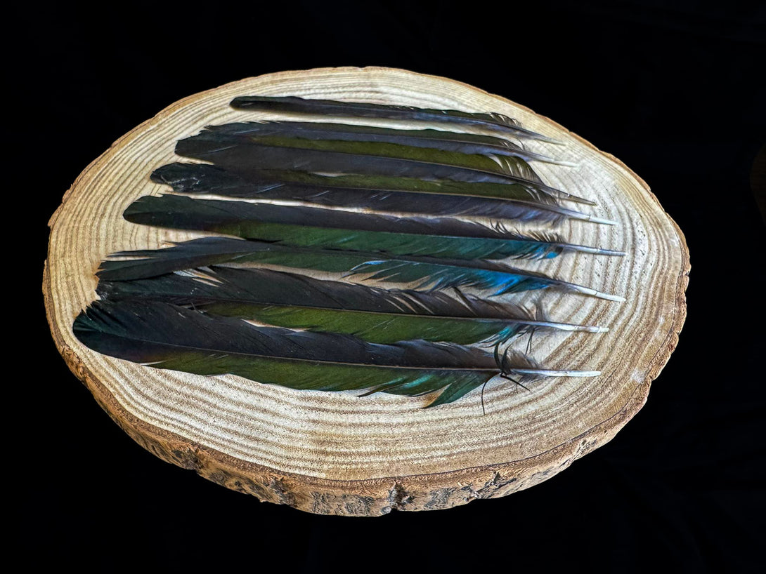 Große blaue und grüne Elsterfeder 18 bis 26 cm