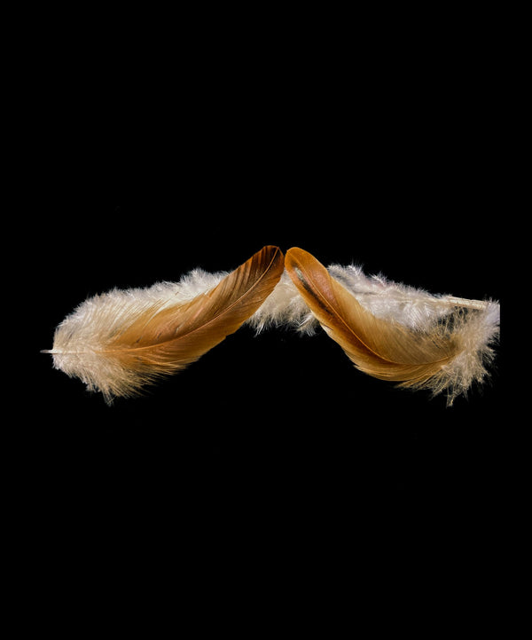 Foto von großen Hahnenfedern, 20 cm