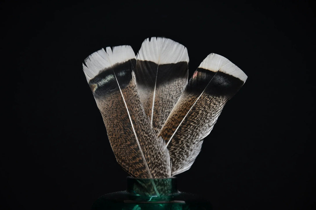 Foto von hellen Truthahnfedern, 25 bis 30 cm