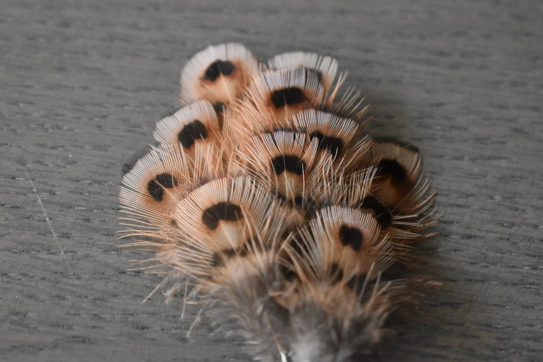 Foto von Jagdfasanfedern 3 bis 5 cm