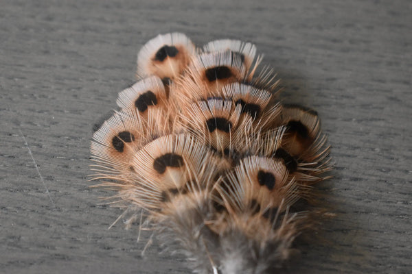 Foto von Jagdfasanfedern 3 bis 5 cm