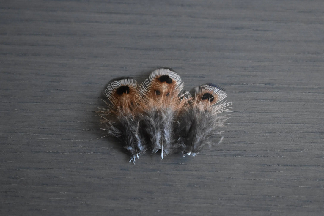 Foto von Jagdfasanfedern 3 bis 5 cm