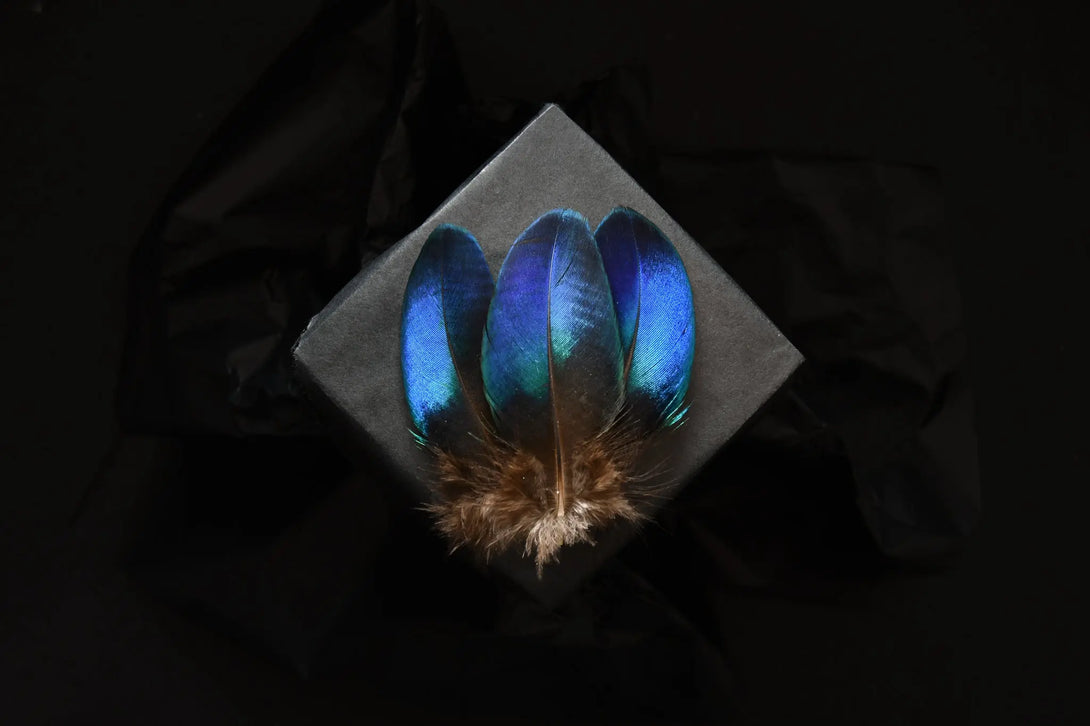Foto von kleinen blauen Pfauenfedern 5 bis 8 cm