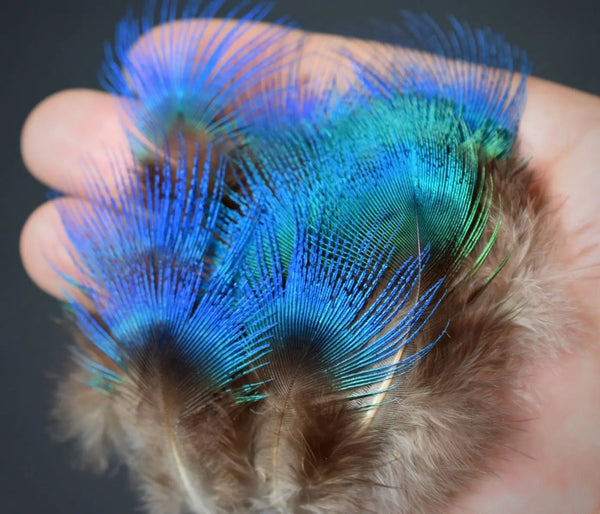 Foto von kleinen Federn vom Blauen Pfau 5 cm