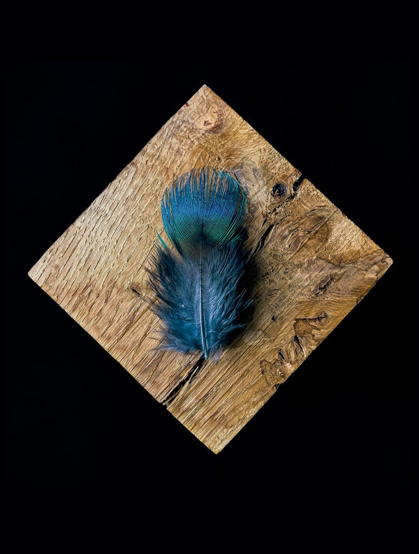Foto von kleinen Federn vom Blauen Pfau 6 bis 8 cm