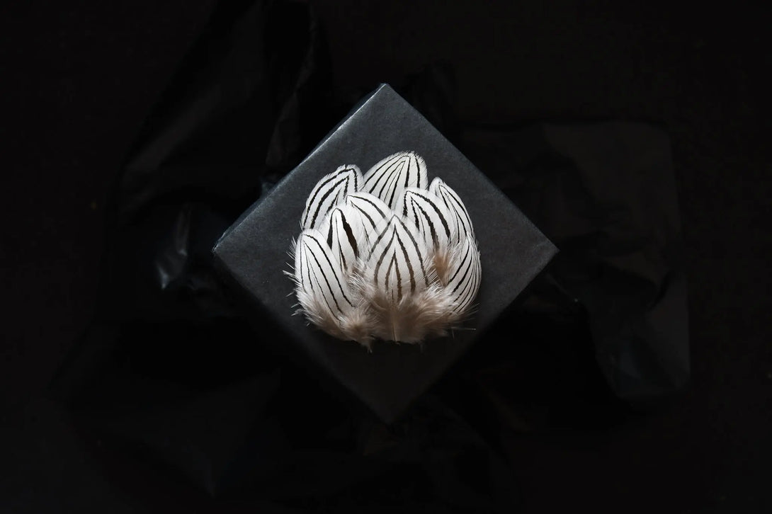 Foto von kleinen Federn vom Silberfasan 3 bis 6 cm