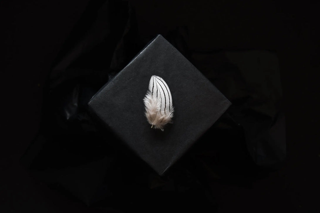 Foto von kleinen Federn vom Silberfasan 3 bis 6 cm
