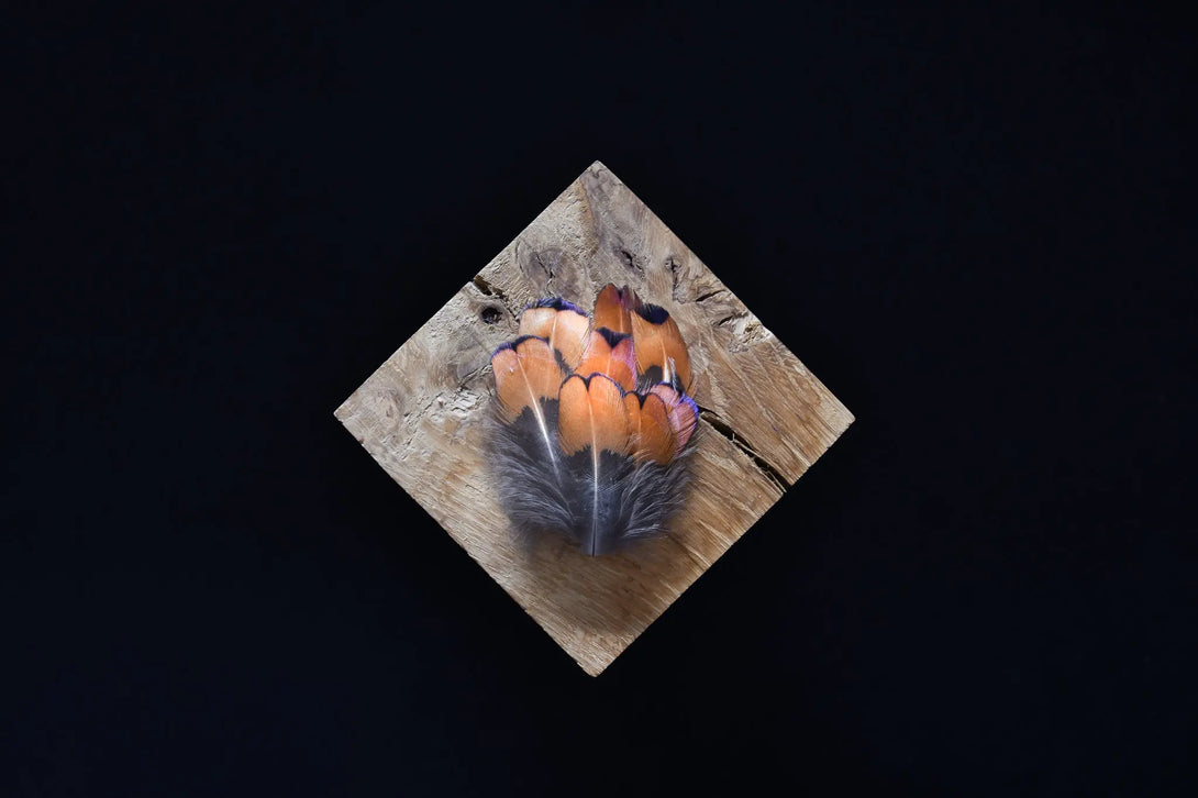 Foto von kleinen orangefarbenen und grauen Fasanenfedern 3 bis 5 cm
