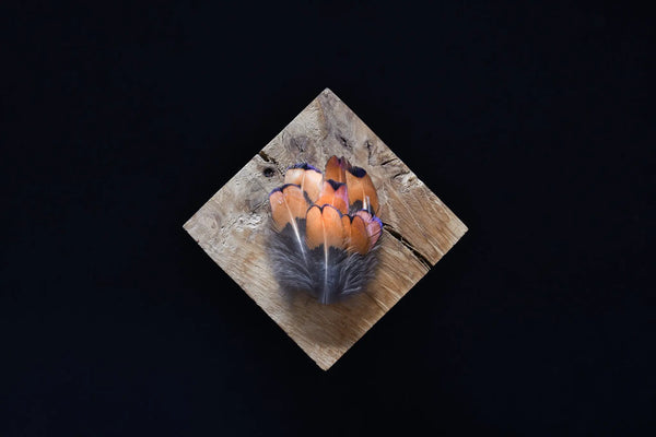 Foto von kleinen orangefarbenen und grauen Fasanenfedern 3 bis 5 cm
