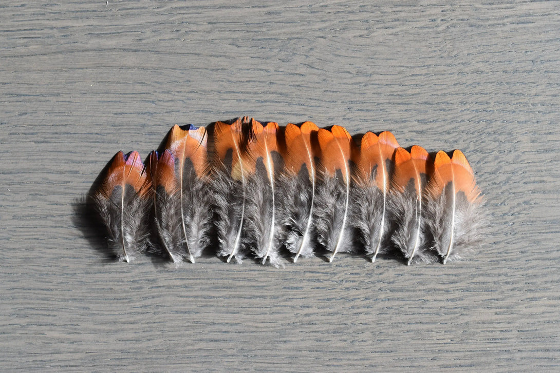 Foto von kleinen orangefarbenen und grauen Fasanenfedern 3 bis 5 cm