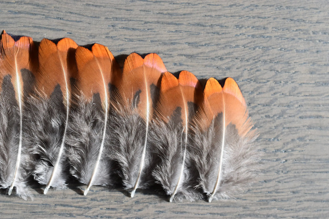 Foto von kleinen orangefarbenen und grauen Fasanenfedern 3 bis 5 cm