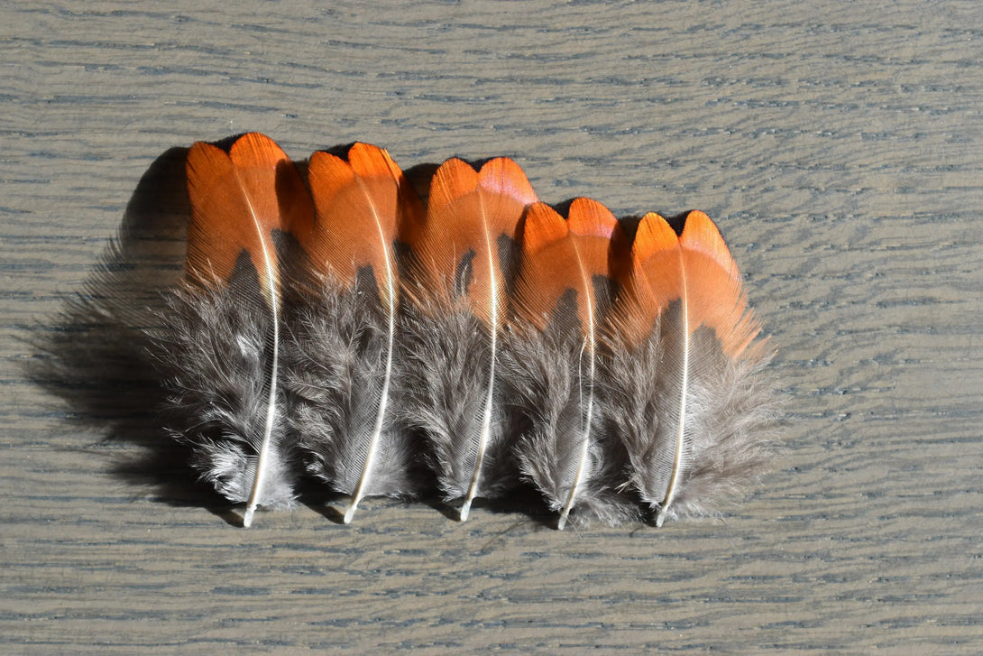 Foto von kleinen orangefarbenen und grauen Fasanenfedern 3 bis 5 cm
