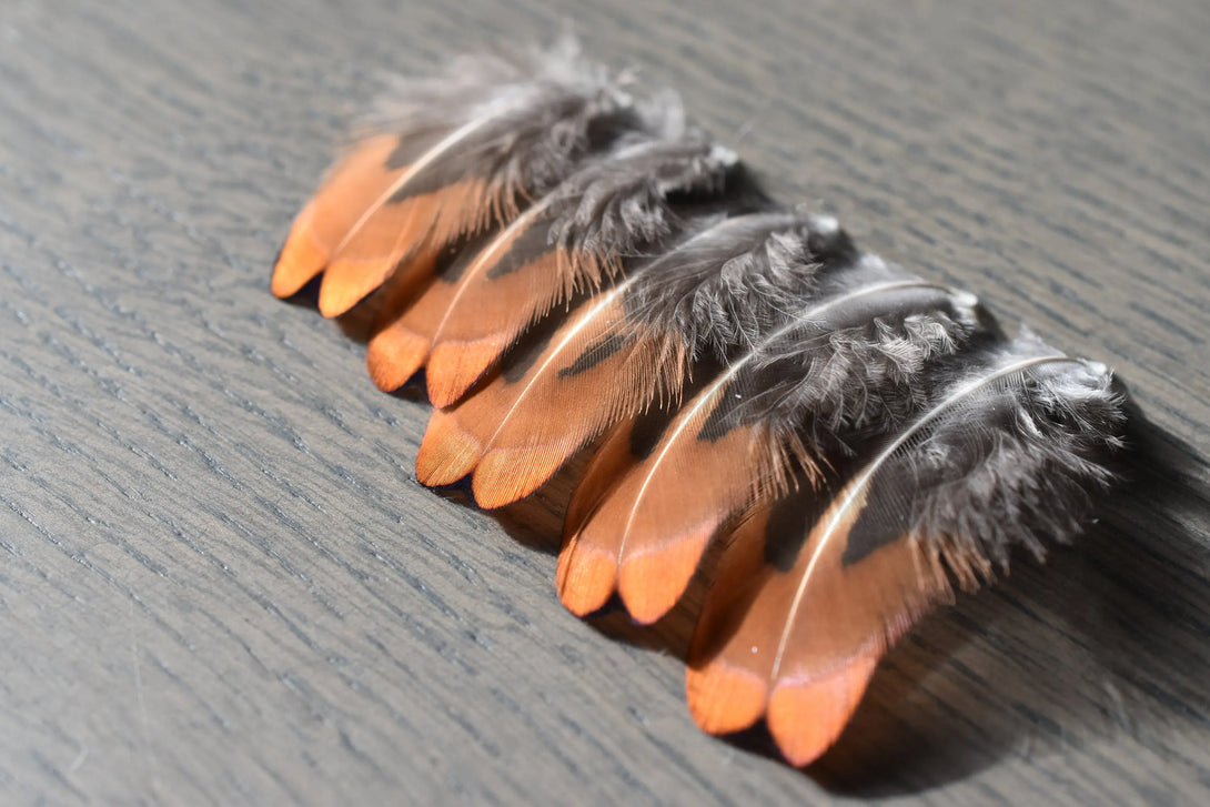 Foto von kleinen orangefarbenen und grauen Fasanenfedern 3 bis 5 cm