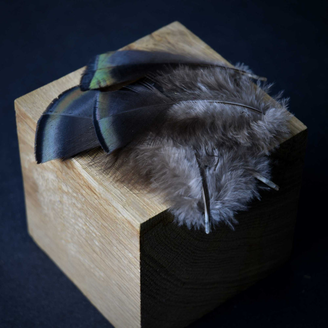 Foto von kleinen Truthahnfedern, 6 bis 8 cm
