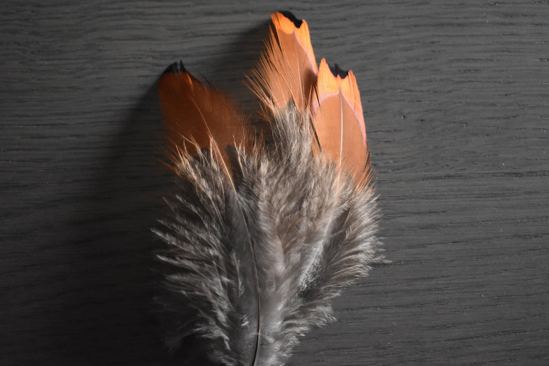Foto von orangefarbenen und grauen Fasanfedern 8 bis 12 cm