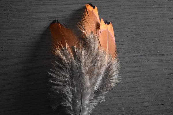 Foto von orangefarbenen und grauen Fasanfedern 8 bis 12 cm