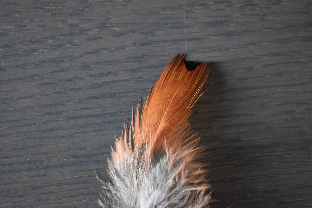 Foto von orangefarbenen und grauen Fasanfedern 8 bis 12 cm