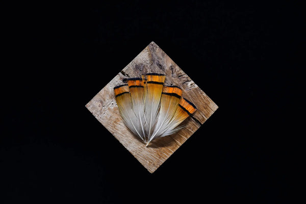 Foto von orangefarbenen und weißen Goldfasanfedern 5 bis 8 cm