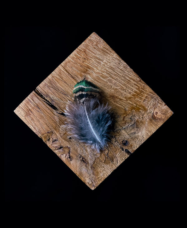 Kleine Pfauenfedern 6-8 cm