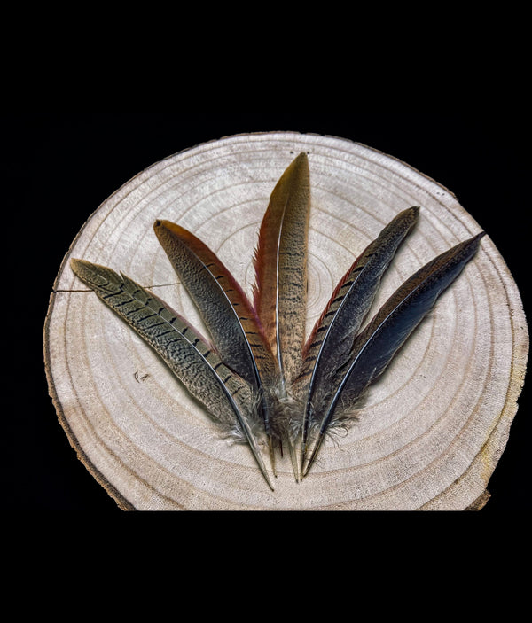 Federn des männlichen Ringfasans 17-20 cm