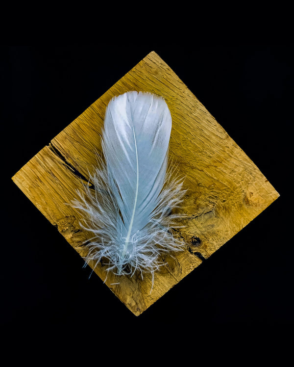 Weiße Gänsefedern 9-12 cm