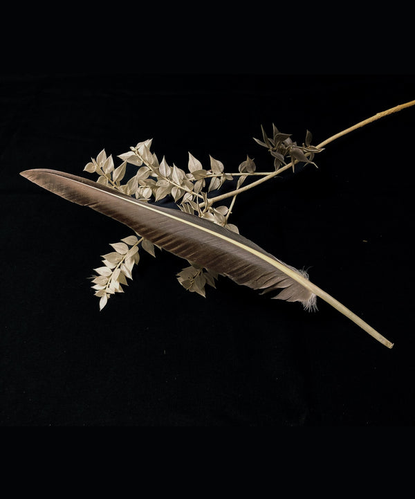 Große Graugansfedern 27-32 cm