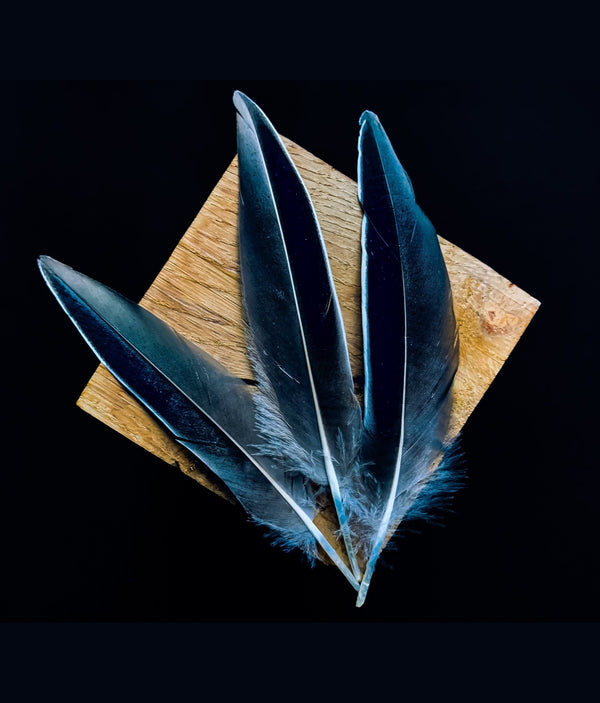 Entenfedern, schwarz, grau und weiß, 10-14 cm