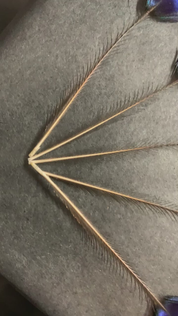 Foto von Kopffedern vom Blauen Pfau 5 bis 7 cm