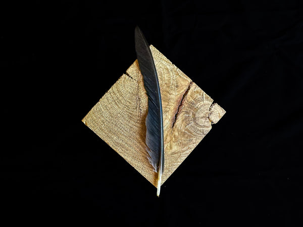 Schwarze Rabenfedern 13 bis 15 cm