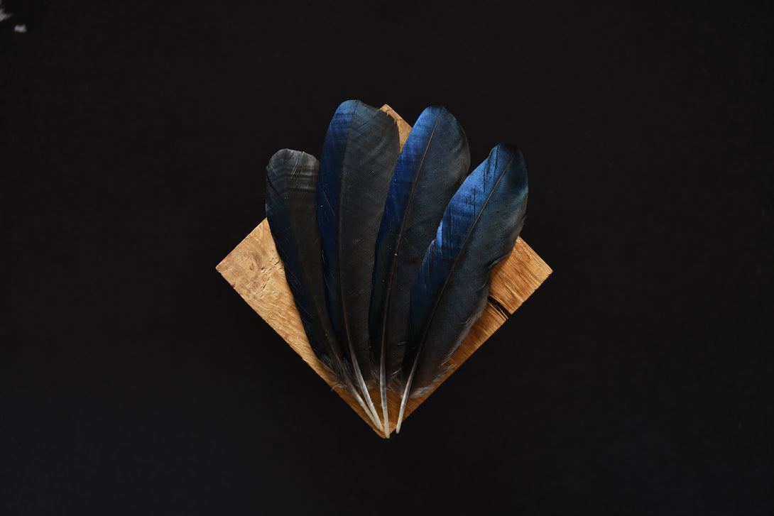 Foto von schwarzen Rabenfedern, 13 bis 16 cm