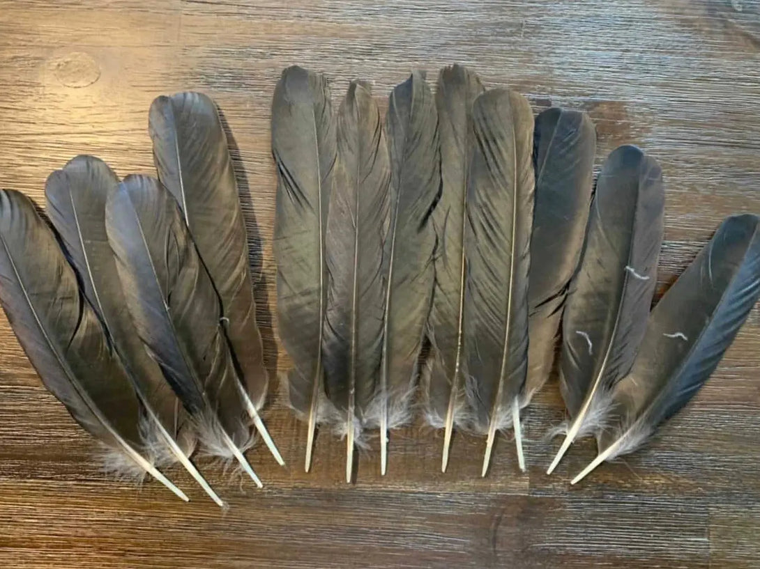 Foto von großen schwarzen Rabenfedern, 20 bis 25 cm