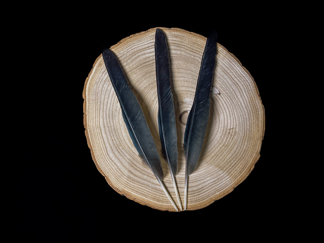 Foto großer schwarzer Rabenfedern, 25 bis 30 cm