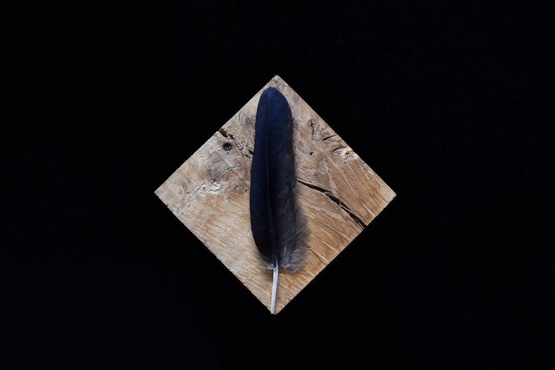 Foto von schwarzen Rabenfedern, 8 bis 12 cm