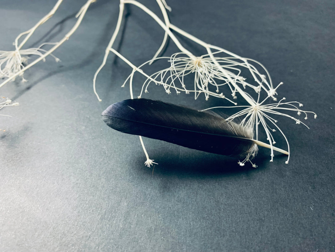 Foto von schwarzen Rabenfedern, 8 bis 12 cm