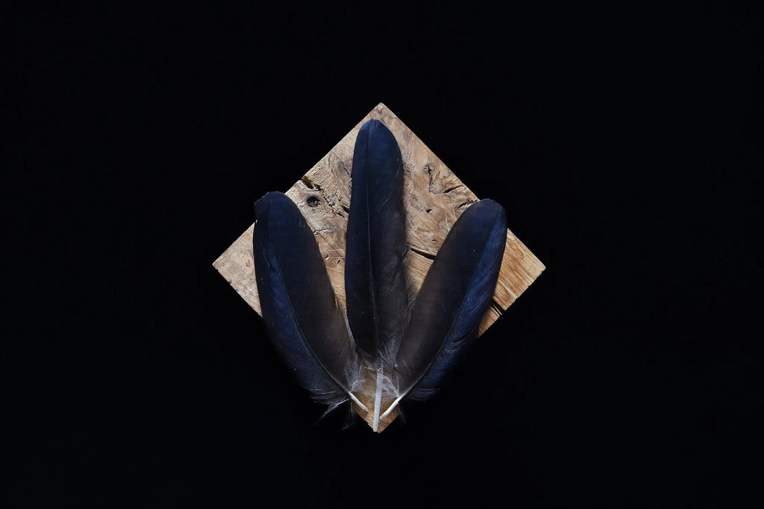 Foto von schwarzen Rabenfedern, 8 bis 12 cm